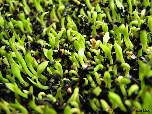 图文教程：阳台火龙果盆栽怎么种13