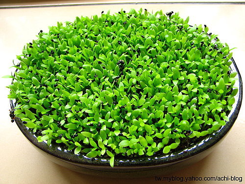 图文教程：阳台火龙果盆栽怎么种14