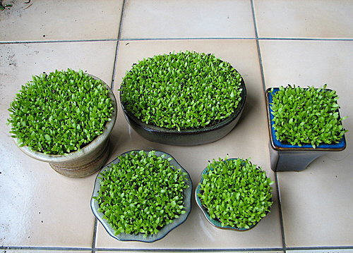 图文教程：阳台火龙果盆栽怎么种15