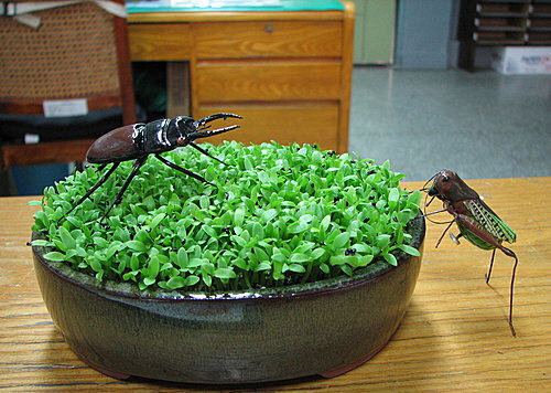 图文教程：阳台火龙果盆栽怎么种17