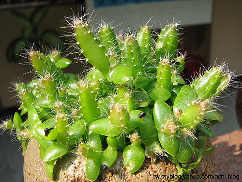 图文教程：阳台火龙果盆栽怎么种18