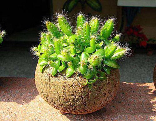 图文教程：阳台火龙果盆栽怎么种19