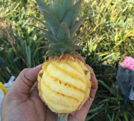 泰国小菠萝怎么吃好？泰国小菠萝吃时要先泡盐水吗？4