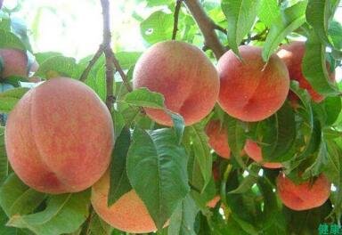 水蜜桃的热量-水蜜桃的营养价值(每100克)2