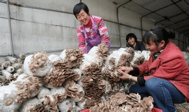 2019湖北·随州国际香菇产业博览会12月将在随县举办2