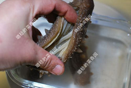 收集的【最方便、最节能】海参发制方法11