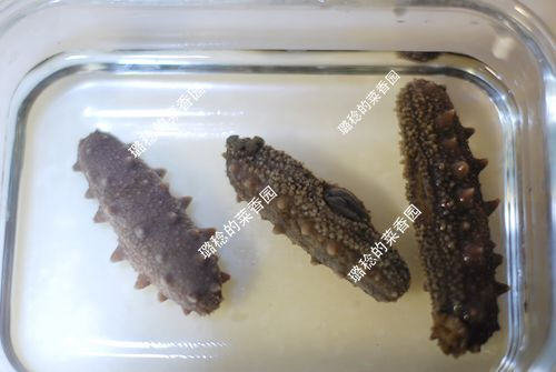 收集的【最方便、最节能】海参发制方法9