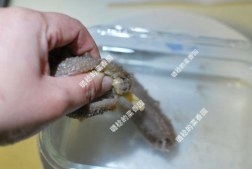 收集的【最方便、最节能】海参发制方法10