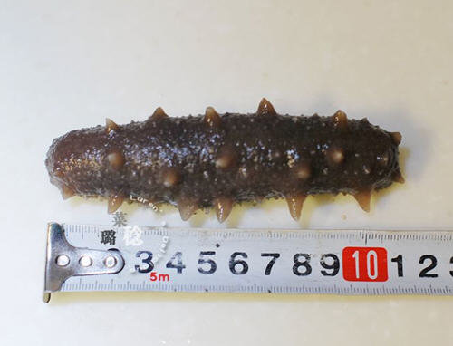 收集的【最方便、最节能】海参发制方法17