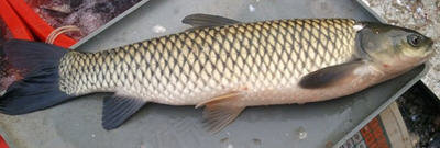 正宗沸腾鱼的做法-家常沸腾鱼怎么做好吃图解1