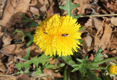 春天最好的排毒野菜：蒲公英1