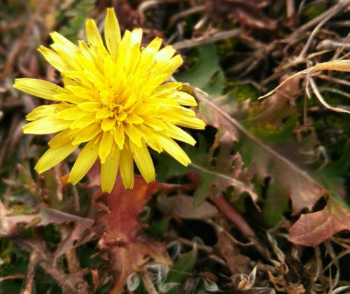 春天最好的排毒野菜：蒲公英2