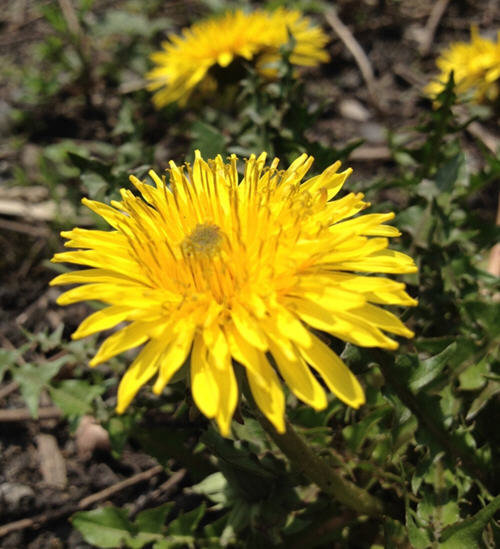 春天最好的排毒野菜：蒲公英3