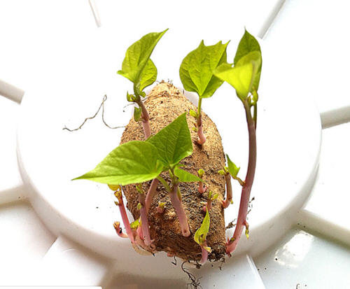 红薯长芽还能吃吗？长芽的红薯有毒吗？1