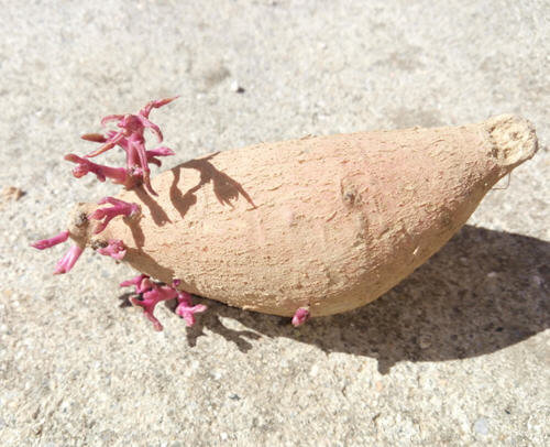 红薯长芽还能吃吗？长芽的红薯有毒吗？2