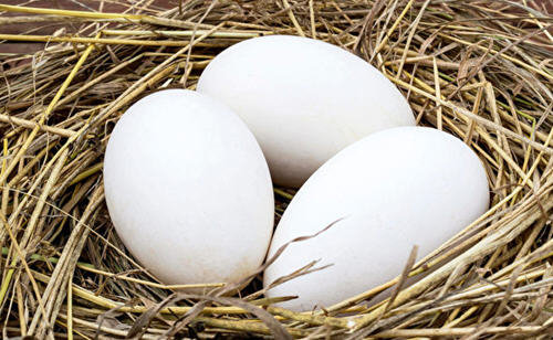 鹅肉什么病人不能吃？鹅肉哪些人不能吃？4