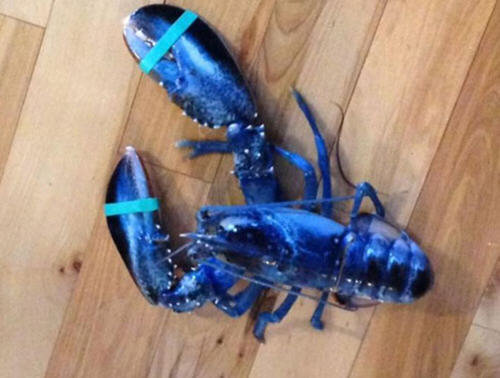 蓝色龙虾能吃吗？蓝色的龙虾可不可以食用？2