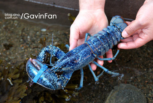 蓝色龙虾能吃吗？蓝色的龙虾可不可以食用？3