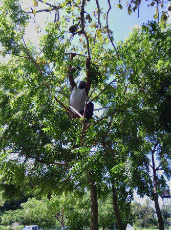 猴面包树的果实营养价值讲解1