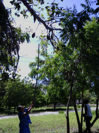 猴面包树的果实营养价值讲解2