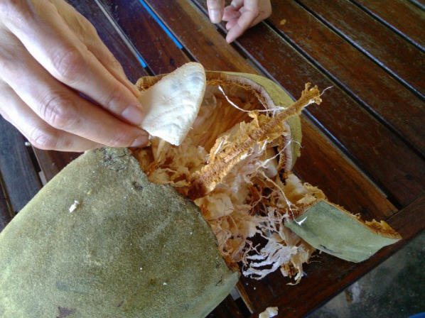 猴面包树的果实营养价值讲解3