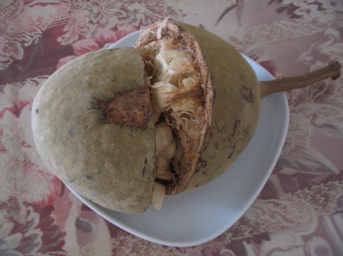 猴面包树的果实营养价值讲解5