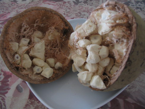 猴面包树的果实营养价值讲解6