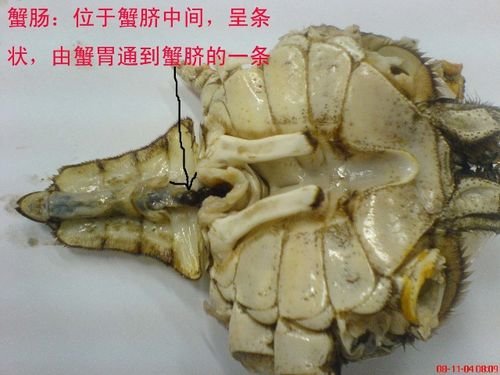 图解大闸蟹不能吃的部位-大闸蟹哪些地方不能吃？3