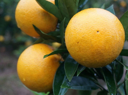 吃橙子上火吗？橙子上火还是降火？3