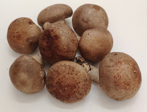 香菇吃了会回奶吗？哺乳期吃香菇会回奶吗？3