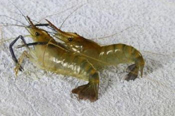 海虾与河虾的区别是什么？详解海虾与河虾哪个更有营养2