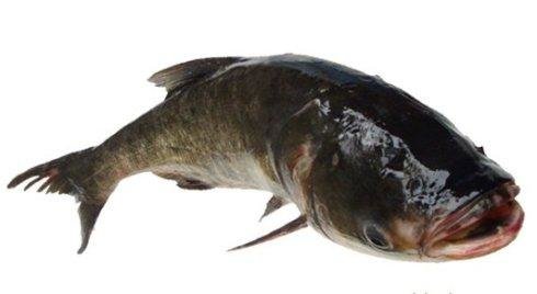 胖头鱼长什么样？胖头鱼图片发出来看看2