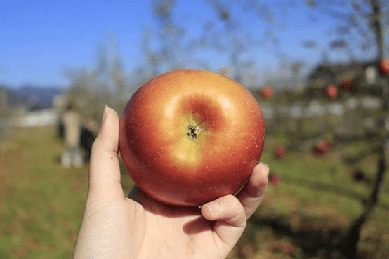 最适合孕妇吃的四种水果、葡萄樱桃等2