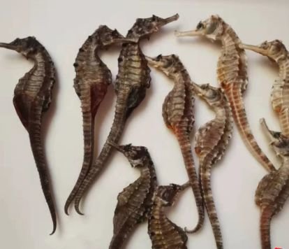 提高全家免疫力，喝【海龙海马老鸡汤】 1