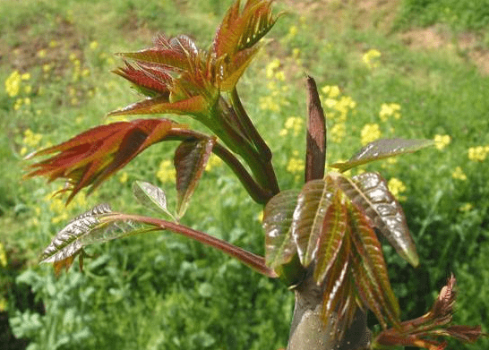 女人多吃【养生菜】，排毒养颜，补气补血，最后一种你可能就在吃 4