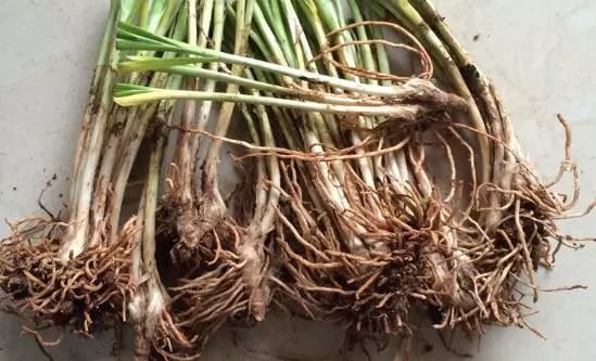 菜根也有食疗功效：这几种常见改善病症的菜根2