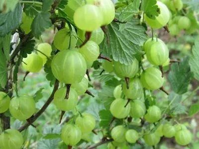 对女性很好的水果【灯笼果】，每天吃几个，肌肤白皙，补气血！1