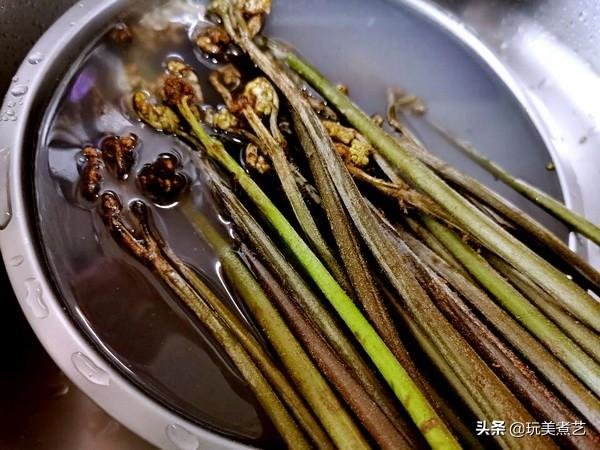 “废物利用”创造蕨菜另一个红火的天然健康菜5
