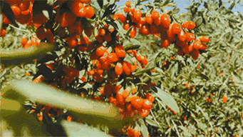 越喝越年轻，枸杞的绝配不是菊花而是它！补血安神、养肝明目！ 1