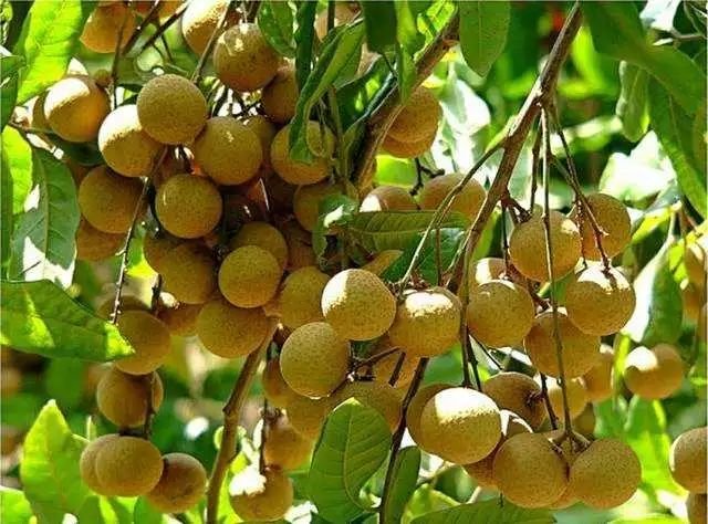 越喝越年轻，枸杞的绝配不是菊花而是它！补血安神、养肝明目！ 5