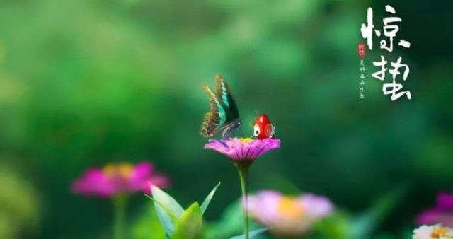 惊蛰节气前后气温波动大，健胃驱寒少生病 ，吃一种蔬菜、喝一种茶1