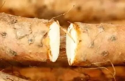 强筋骨、补气血、推荐羊肉加一宝,胜过吃人参！6