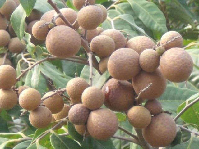 产妇在坐月子期间，4种食物尽量多吃，或能促进身体恢复！ 2