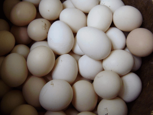 产妇在坐月子期间，4种食物尽量多吃，或能促进身体恢复！ 3