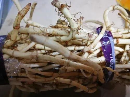 春分至，【凉拌鱼腥草】等食疗方给你养生用