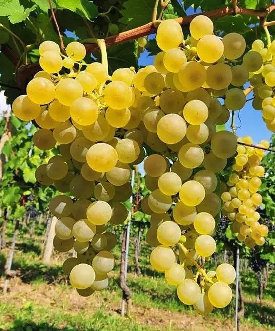 葡萄酒为什么会酸？这是我见过最全的回答！ 8