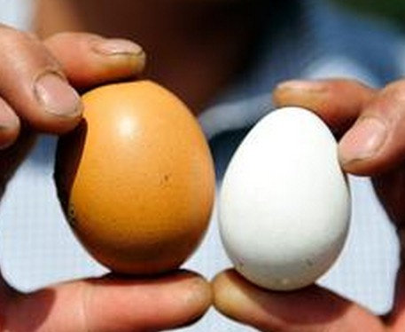怎样识别（辨别）土鸡蛋和普通鸡蛋4