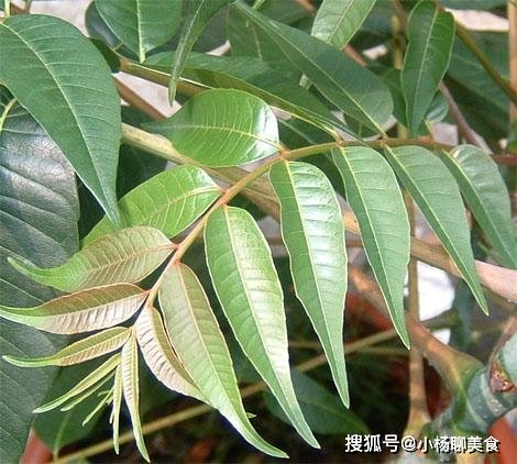 春天的一道养生菜，健胃理气，补充维生素c，脸上皱纹越来越少 3