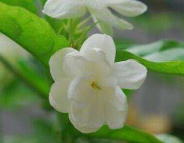 茉莉花