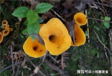 化痰止咳，开胃健脾，治疗神经衰弱吃喇叭菌1